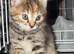 3 lovely kittens for sale