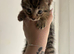 Tabby girl!