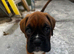 Champion breed boxer puppies