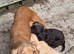 Cocker Spaniel puppies