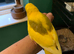 Baby&rsquo;s being hand reared