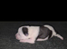 5 beautiful collie x whippet puppies