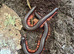 Giant rainbow leg titan & bumblebee millipedes