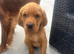 Cockerdor fox red puppies