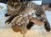 British long and shorthair kittens