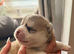 Stunning Tiny Pomsky pups