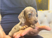 Miniature dachshund