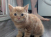 2 playful loving kittens