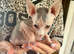 Beautiful Sphynx kittens
