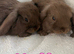 Pure mini lops