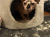 2 year old sphynx female