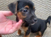 Jack Russel boy puppy there dad from much when lock