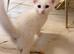 White kitten