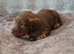 Mini Longhaired Dachshund puppies.