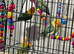 Baby lovebirds