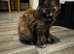 Male kitten