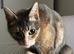 1 kitten looking for new home