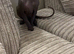 Sphynx
