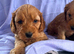 Gorgeous F1 cockapoo puppies