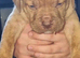 Beautiful litter of 6 stunning puppies