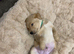 One golden male available Home bred Chunky Labrador puppies