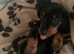 Dachshund Duo Talulah and Theo must go together