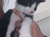 Last kitten left looking for his forever home
