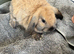 One Gorgeous Mini Lop Baby Ready now!