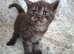 Stunning Black smoked tabby British Shorthair