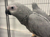 Hand Reared Stunning Baby African Greys