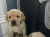 Golden Labrador puppies
