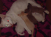 Only ginger left might keep himRare Adorable Russian white Siamese kittens