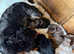 Beautiful litter of docker puppies Merle dapple