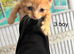 Ragdoll cross kittens