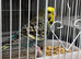 Budgies for sale mixed variety