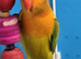 All Male Lovebirds Age 4 to 6 Months