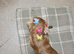 Stunning longhair minature daschund puppies x2