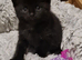 one cute kittens (male)