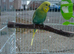 Healthy green male budgie
