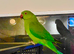 Stunning young Indian Ringnack parrot