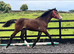 ""Registered Irish Draught Exceptionally Well Bred " Bay Filly Young Sport Horse