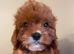 F1 Toy Fully Health Tested Girl Cavapoo’s