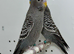 Anthracite Grey Black Face Budgies For Sale