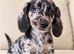 Daxi cross yorkie pups.