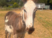 incredibly sweet natured jenny