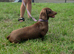 For sale chochlate brow dashund