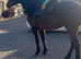 One in a million 16.1  thoroughbred gelding