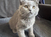 Scottish fold kittens