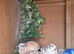 Rare male Pansy fee quails for sale