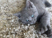 Beautiful Ragdoll X Kittens